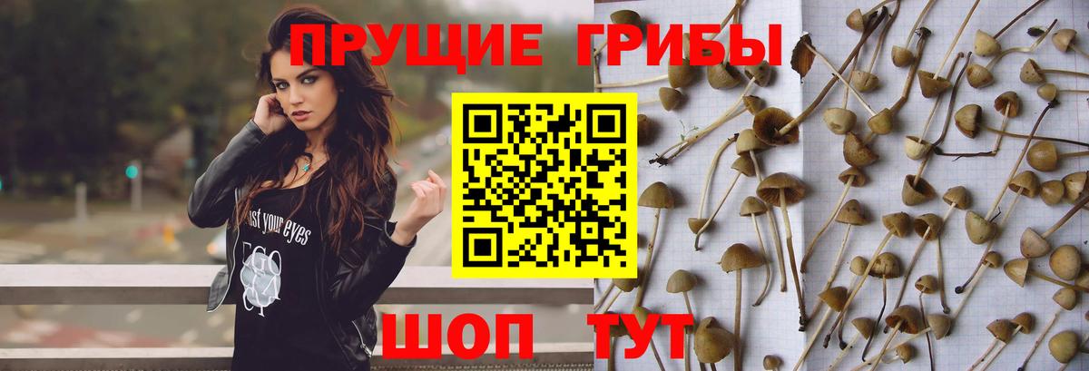 Красноуфимск  Псилоцибиновые грибы мицелий  Вход с VPN  Галлюциногенные грибы Cubensis 